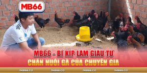 làm giàu từ chăn nuôi gà